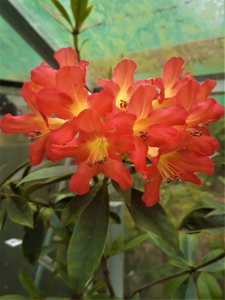 'Jazz Band' (Vireya)